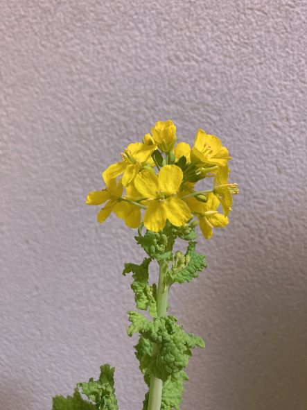 2月・菜の花
