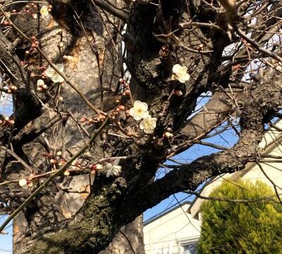 症例：生理の時と思っていた頭痛が、実は気象病だったケース【気象病・頭痛｜世田谷区の漢方薬局】